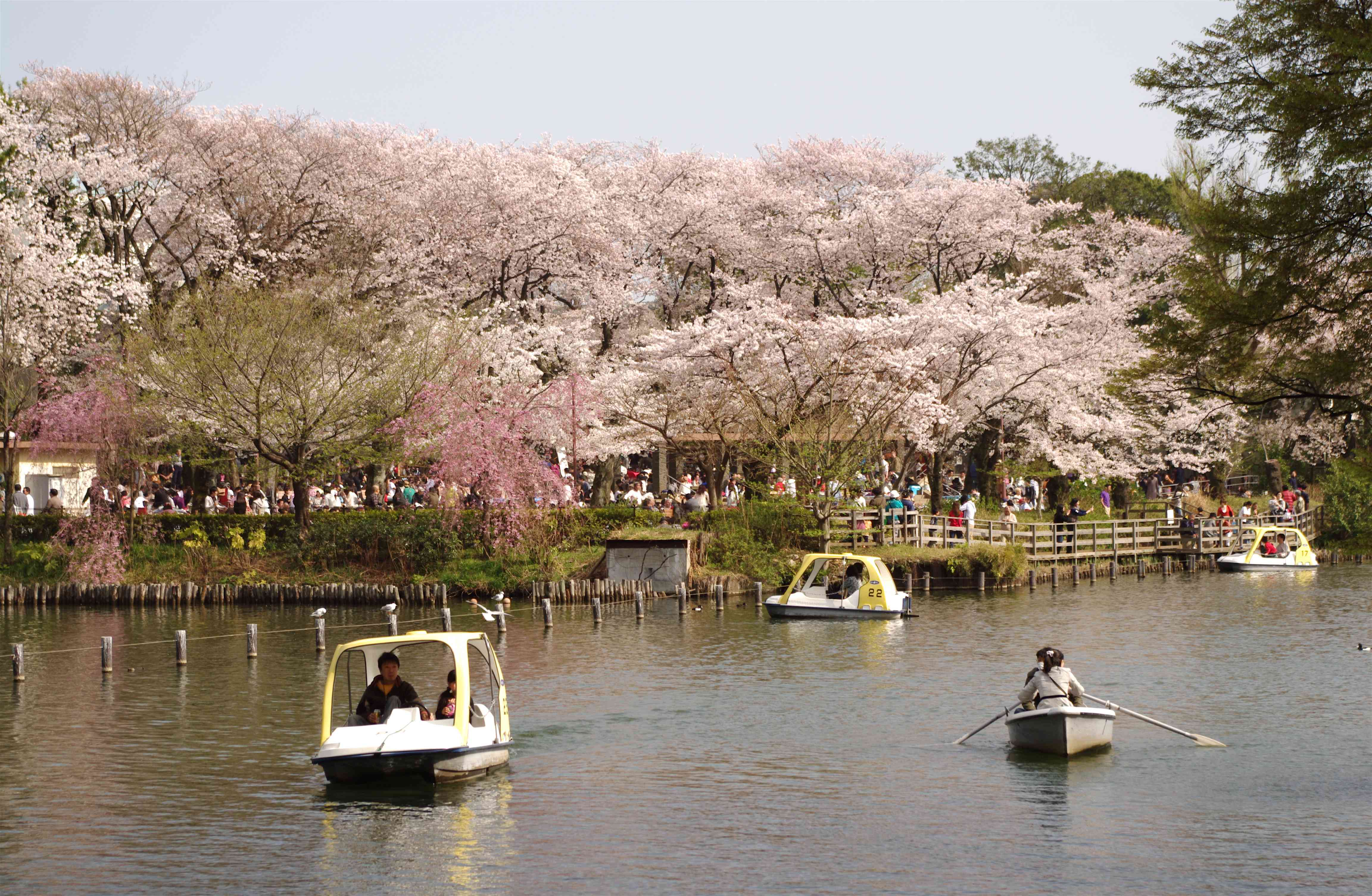 🏞️ 센조쿠이케 공원 (洗足池公園) 이미지 8